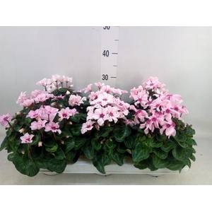 Cyclamen KL 'Illusia'