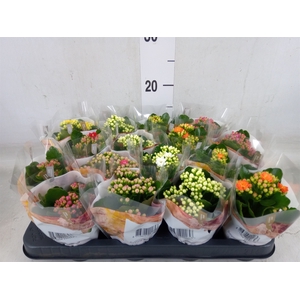 Kalanchoe blos. 'RoyalDon'   ..mix