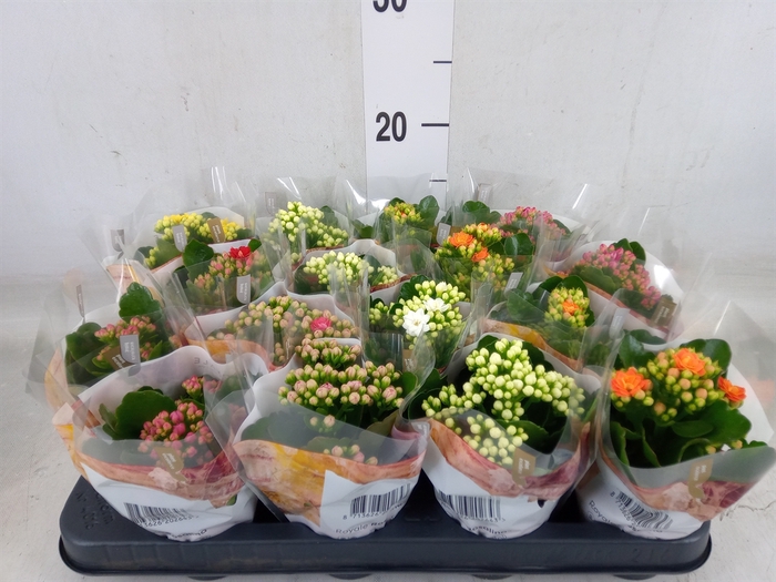 <h4>Kalanchoe blos. 'RoyalDon'   ..mix</h4>