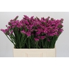 Limonium sinuatum Rosa Sun Birds