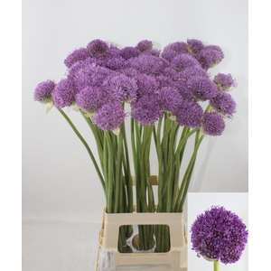 ALLIUM GLADIATOR