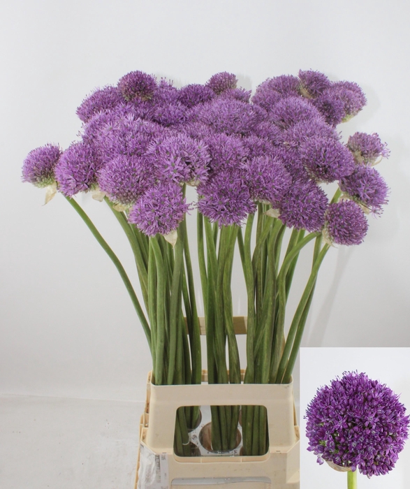 <h4>ALLIUM GLADIATOR</h4>