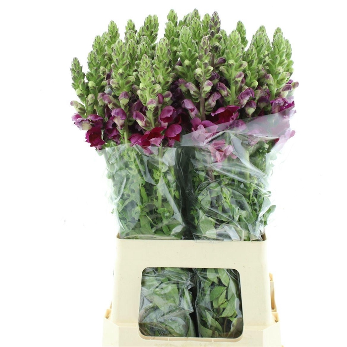 <h4>ANTIR POTO RED</h4>