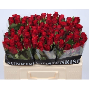 R GR RED RIBBON