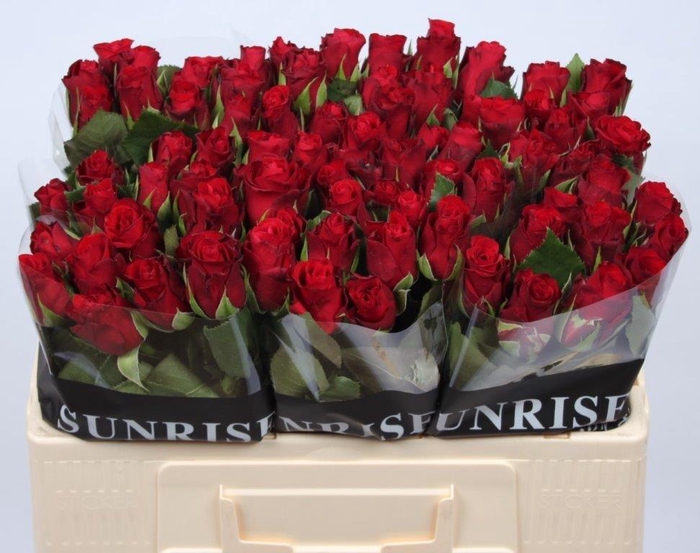 <h4>R GR RED RIBBON</h4>