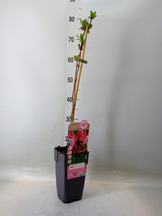 <h4>Lonicera   ...</h4>