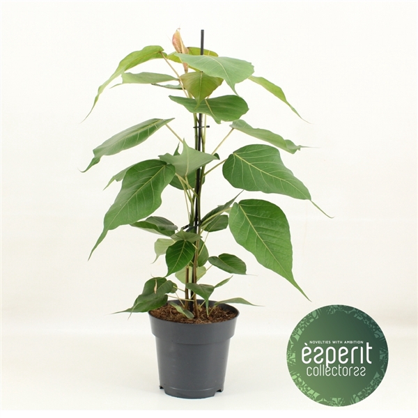 <h4>Ficus religiosa Bodhi Tree</h4>