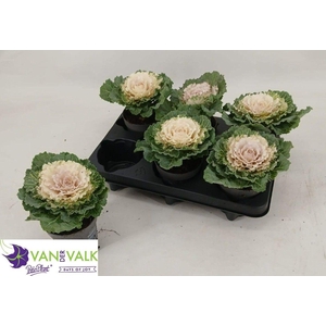 BRASSICA (SIERKOOL)