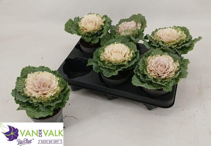 <h4>BRASSICA (SIERKOOL)</h4>