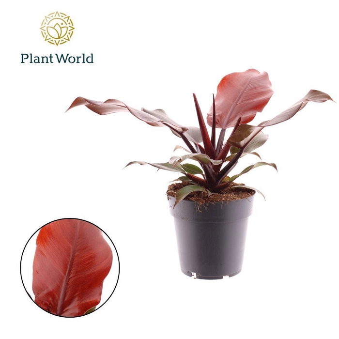 <h4>Philodendron Cherry Red</h4>