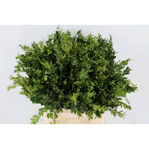 BUXUS GROEN P.TAK