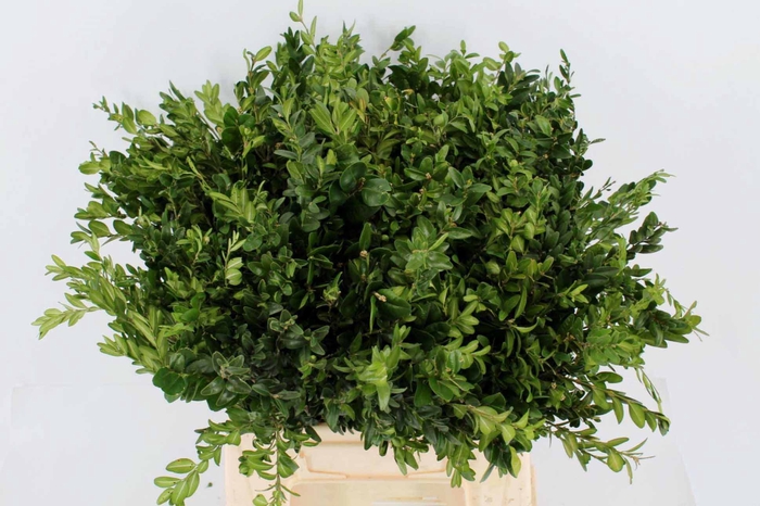 Buxus groen p.tak