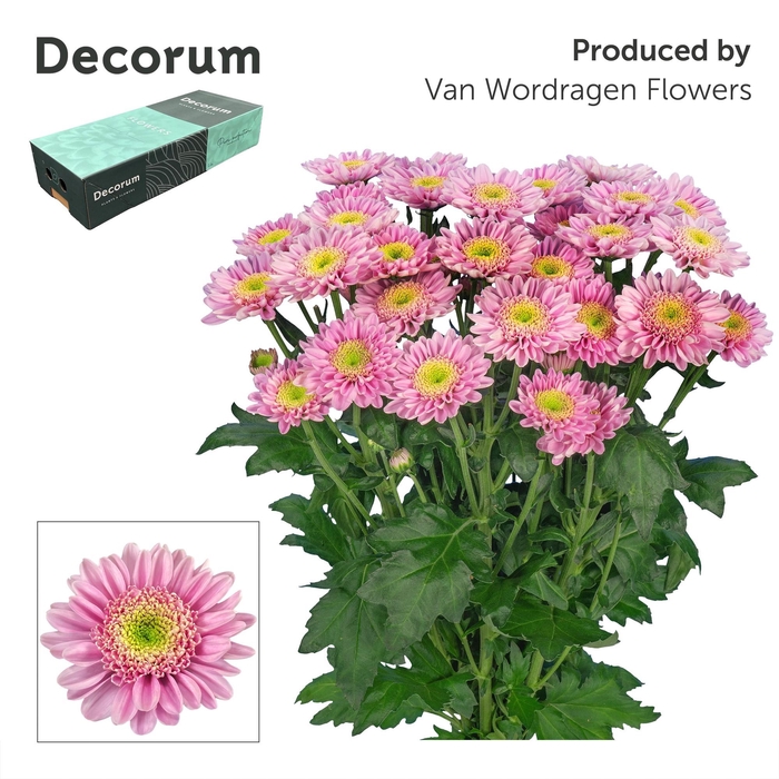 <h4>Chr T Optimist Decorum exportbox</h4>