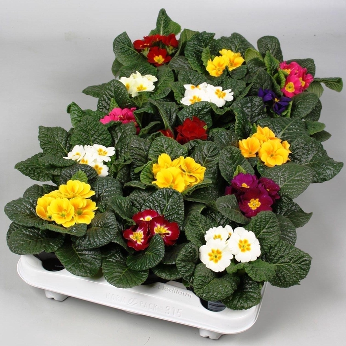 <h4>Primula Ac Gemengd</h4>
