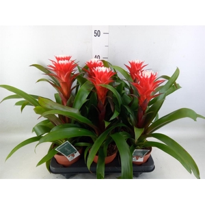 Guzmania  'Hope'