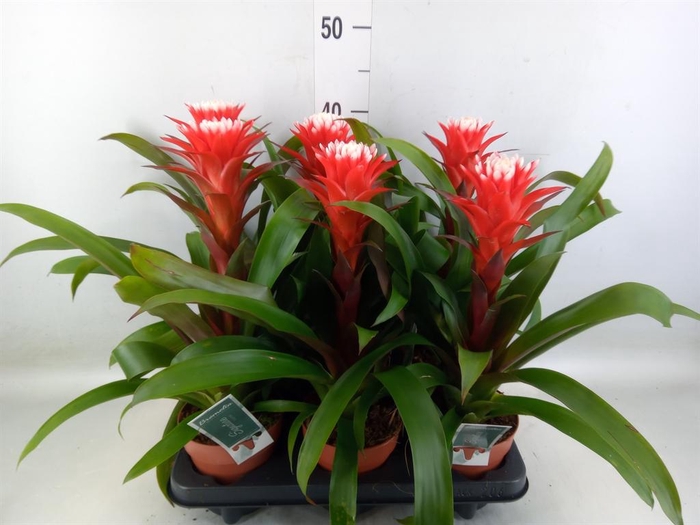 <h4>Guzmania 'Hope'</h4>