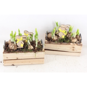 arr4 Narcis JS - Kist x4 metaal greep