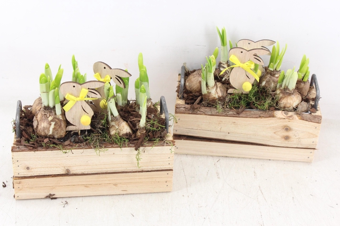 <h4>arr4 Narcis JS - Kist x4 metaal greep</h4>