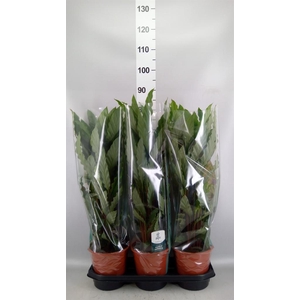 Calathea rufibarba 'Miroscha'
