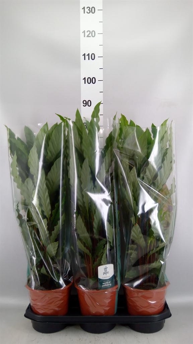 <h4>Calathea rufibarba 'Miroscha'</h4>
