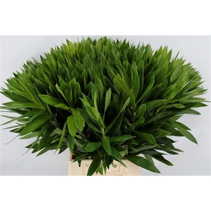 Pleomele Reflexa Green Top