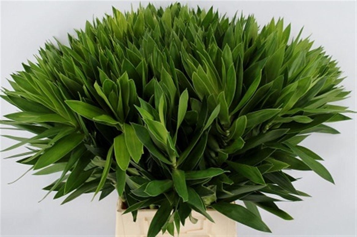 <h4>Pleomele Reflexa Green Top</h4>