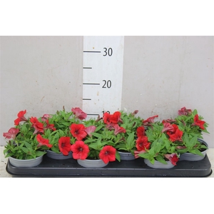 Petunia Red