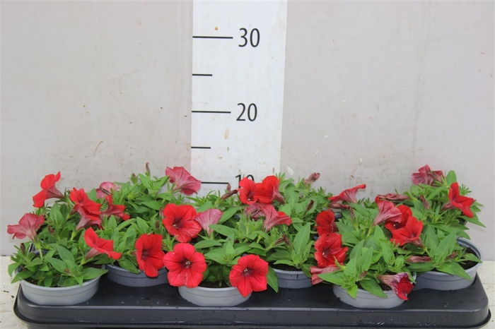 <h4>Petunia Red</h4>