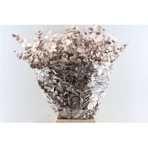 Euca Cinerea Metal Champagne