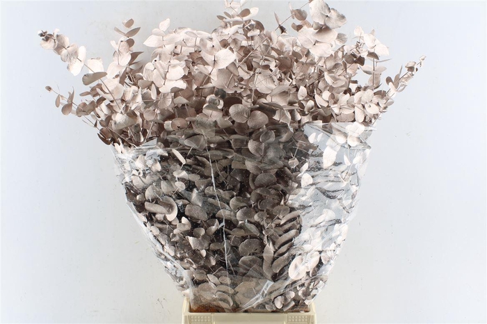 <h4>Euca Cinerea Metal Champagne</h4>
