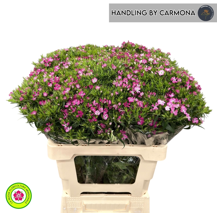 <h4>DI BARB AM ROSE</h4>