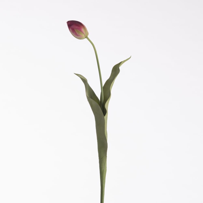 <h4>Af Tulip L69cm Beauty</h4>