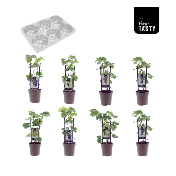 <h4>Grape Mix-Tray</h4>