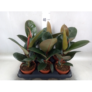 Ficus elastica 'Robusta'