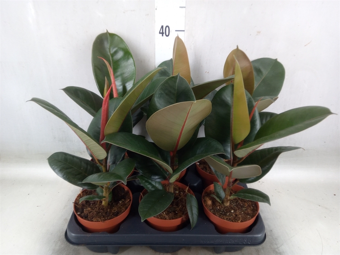 <h4>Ficus elastica 'Robusta'</h4>