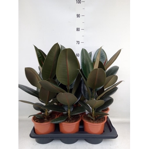 Ficus elastica 'Abidjan'