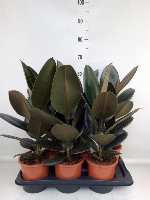 <h4>Ficus elastica 'Abidjan'</h4>