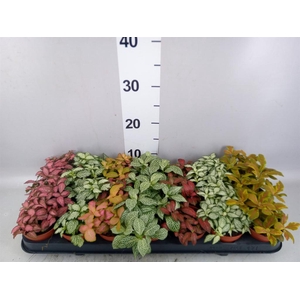 Fittonia   ...mix 7