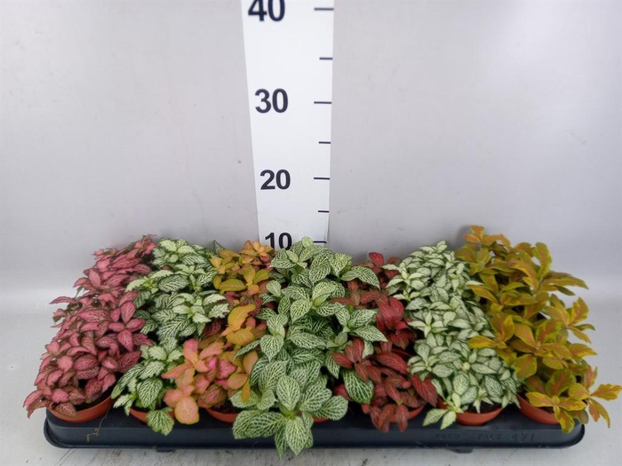 Fittonia   ...mix 7