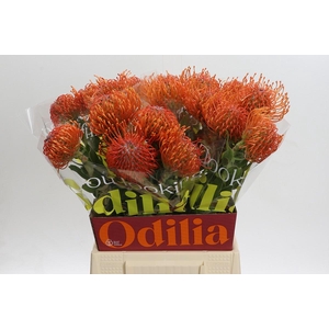 Nutans Ayoba Mandarin Zest