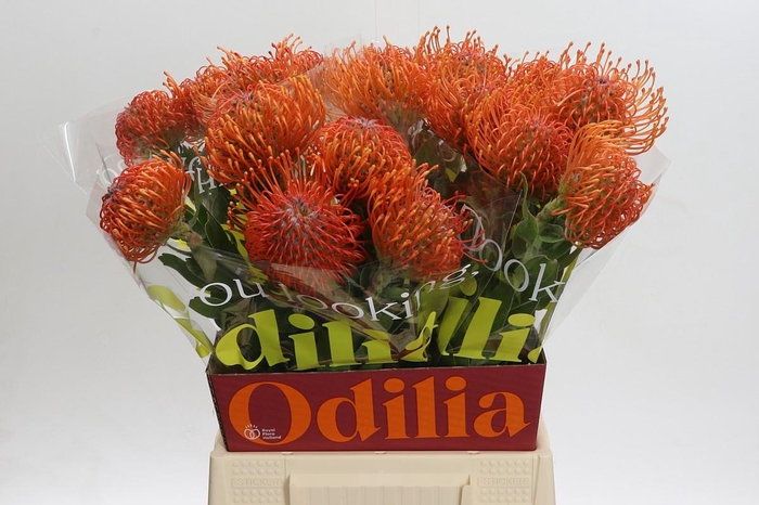 <h4>Nutans Ayoba Mandarin Zest</h4>