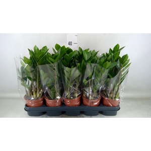 Zamioculcas zamiifolia