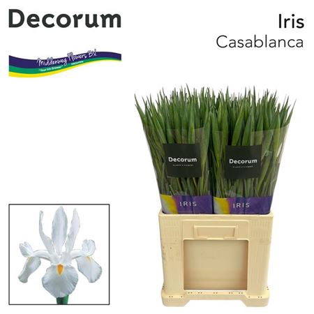 <h4>Iris Casablanca Wit</h4>