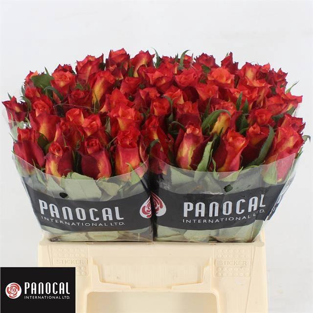 <h4>R GR LAMPION</h4>