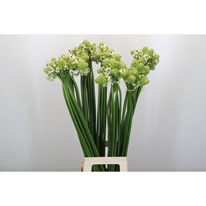 Ornithogalum Saundersiae