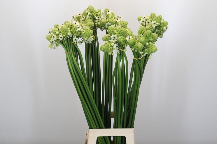 <h4>Ornithogalum Saundersiae</h4>