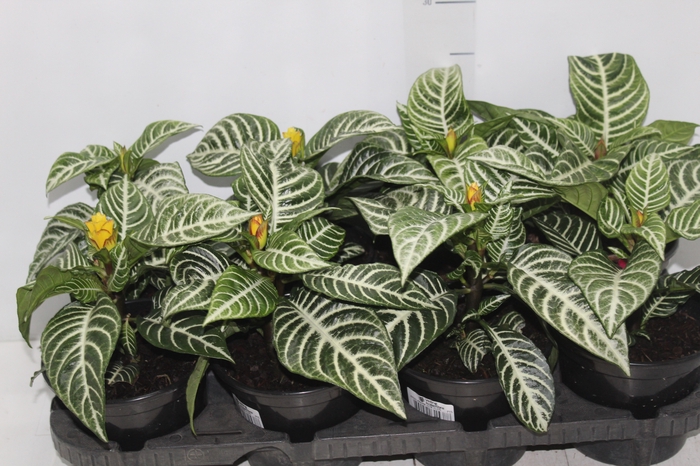 <h4>APHELANDRA COM FLOR P15 COM FLOR</h4>