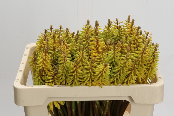 <h4>Kniphofia Sunningdale Yellow</h4>