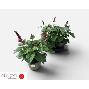 SALVIA  LAKE FLAMING