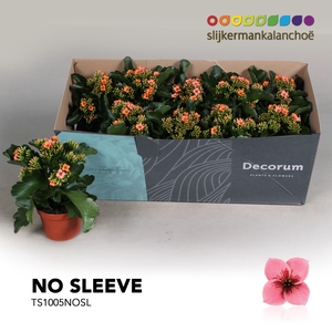 Kalanchoe No Sleeve - 10,5 cm Tiger Pink